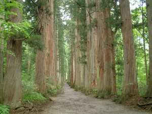 戸隠神社　奥社へ続く杉木立 - 2003年6月19日