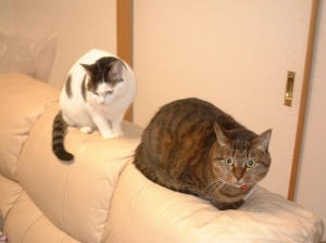 個性の「ふたり」 - あなたとあたし　Cats!!