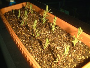 もう根本の小さな枝が主役になります - 八重咲き松葉牡丹の苗 - 20120705
