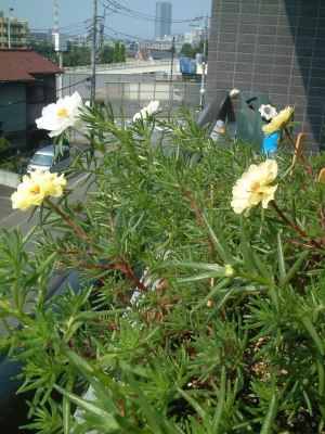 20120728 初めての開花 - 八重咲き松葉牡丹