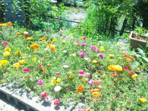 路地植えの八重咲き松葉牡丹の花